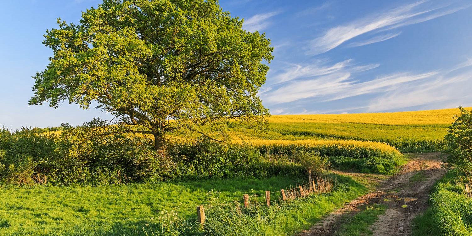 20200115 BKZSH AdobeStock 197100416 1500px Ein Feldweg windet sich durch eine ländliche Landschaft, flankiert von einem blühenden Rapsfeld und einer großen Eiche auf der linken Seite. Im Hintergrund erstreckt sich ein blauer Himmel mit einigen dünnen, weißen Wolken.