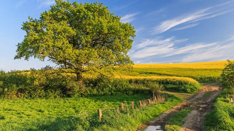 Ein Feldweg windet sich durch eine ländliche Landschaft, flankiert von einem blühenden Rapsfeld und einer großen Eiche auf der linken Seite. Im Hintergrund erstreckt sich ein blauer Himmel mit einigen dünnen, weißen Wolken.