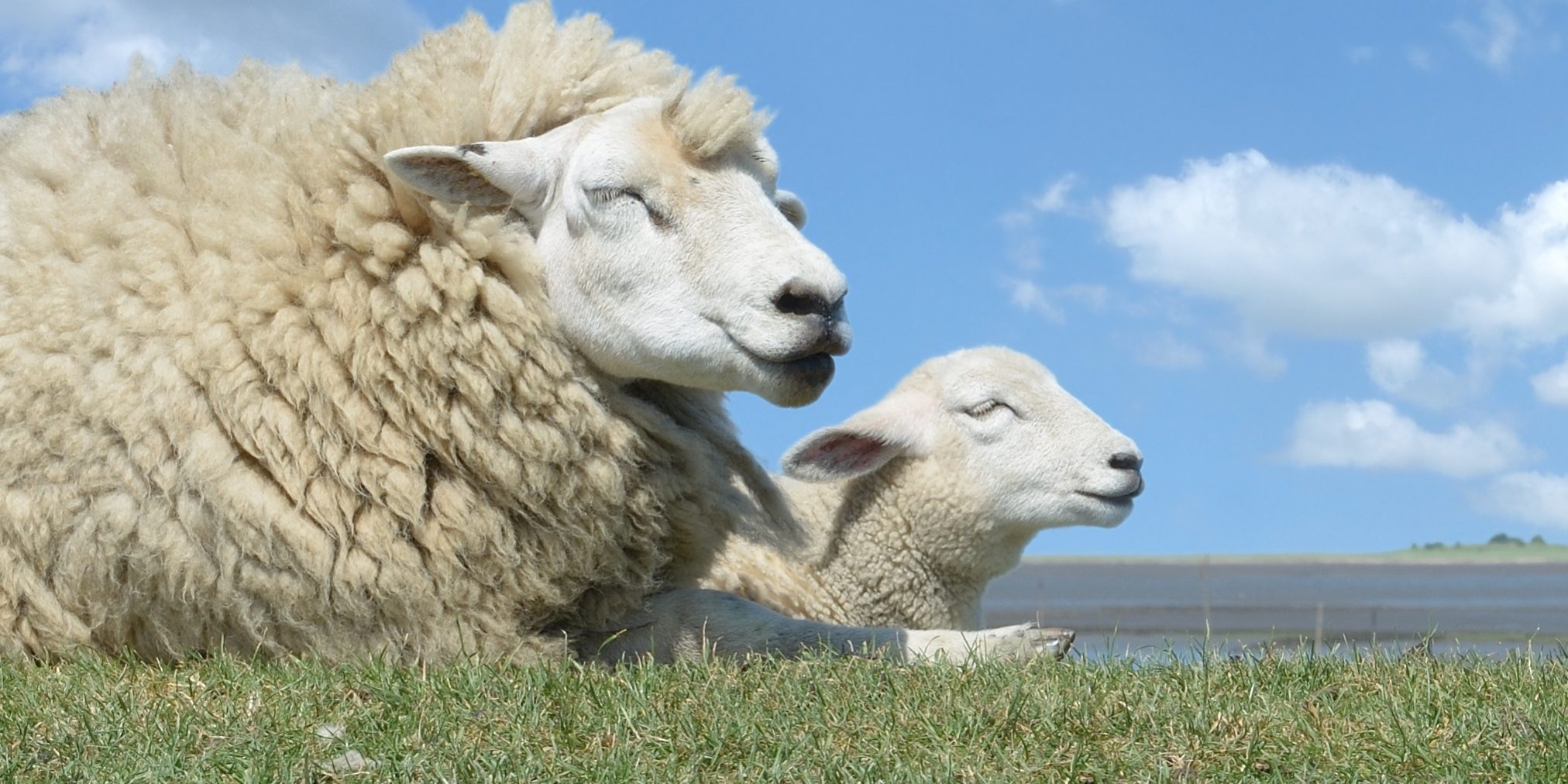 Zwei Schafe liegen auf einer Wiese. Ein großes, wolliges Schaf mit geschlossenen Augen befindet sich links, daneben ein kleineres Schaf mit ebenfalls geschlossenen Augen. Im Hintergrund ist ein blauer Himmel mit wenigen Wolken zu sehen.