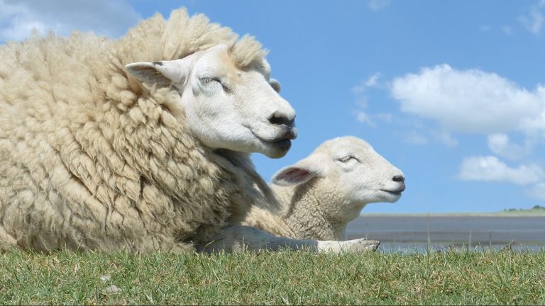 Zwei Schafe liegen auf einer Wiese. Ein großes, wolliges Schaf mit geschlossenen Augen befindet sich links, daneben ein kleineres Schaf mit ebenfalls geschlossenen Augen. Im Hintergrund ist ein blauer Himmel mit wenigen Wolken zu sehen.