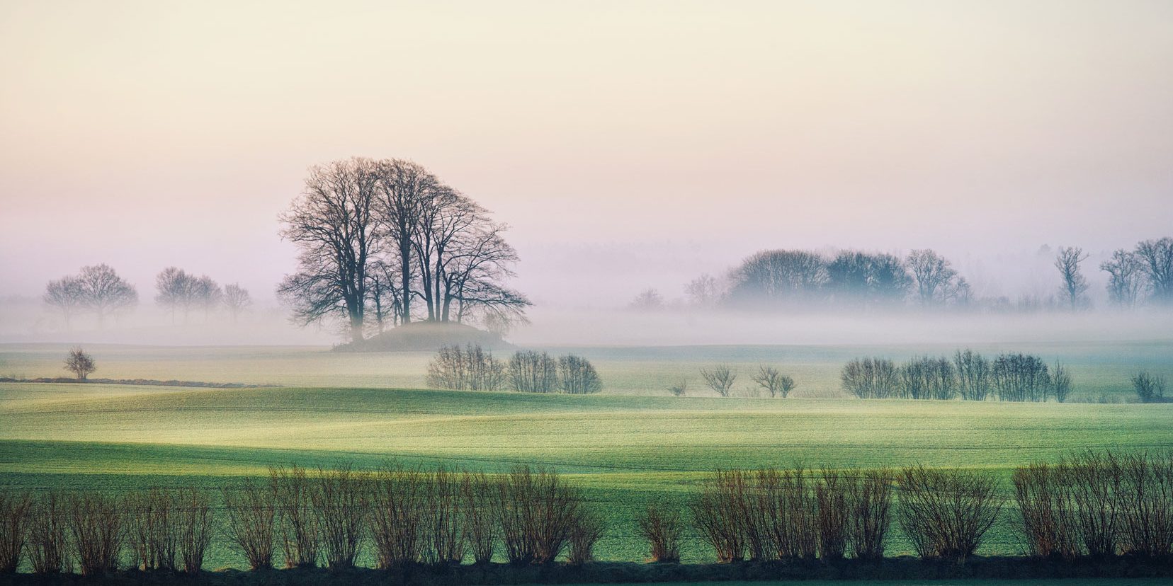 Eine neblige Landschaft zeigt saftig-grüne Felder, die von kahlen Baumreihen unterbrochen werden. Im Hintergrund erhebt sich eine Gruppe hoher, blattloser Bäume. Der Himmel ist in sanften Pastelltönen gehalten.