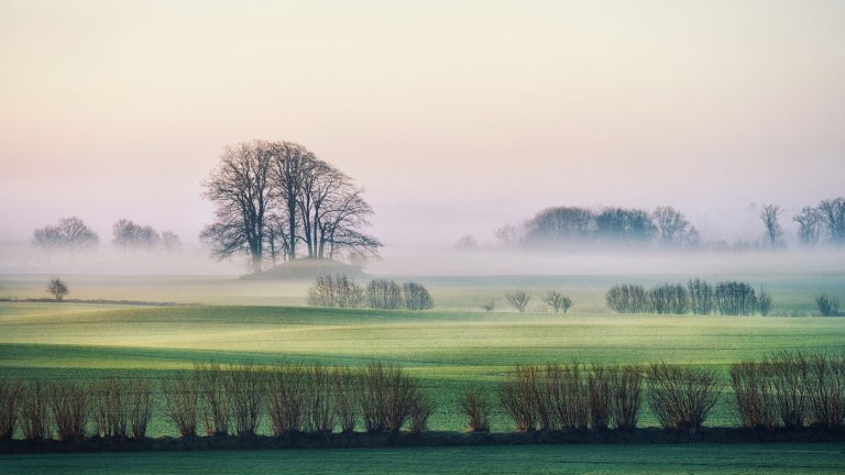 Eine neblige Landschaft zeigt saftig-grüne Felder, die von kahlen Baumreihen unterbrochen werden. Im Hintergrund erhebt sich eine Gruppe hoher, blattloser Bäume. Der Himmel ist in sanften Pastelltönen gehalten.