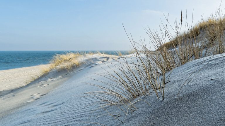 Eine sandige Düne mit dünnem, trockenem Gras, das sanft im Wind weht. Im Hintergrund erstreckt sich der blaue Ozean unter einem klaren Himmel. Sandige Spuren führen durch die Düne.